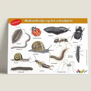 DKBodemdiertjesophetschoolplein-webshop-JDR