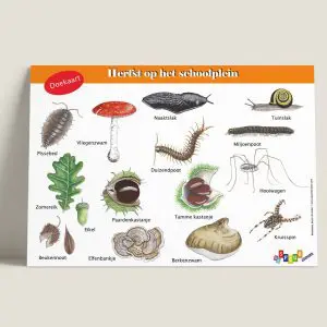 DKHerfstophetschoolplein-webshop-JDR