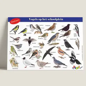 DKVogelsophetschoolplein-webshop-JDR