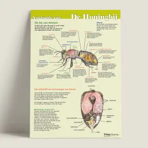 EKAnatomievandehoningbij-debijvanbinnen-webshop-JDR