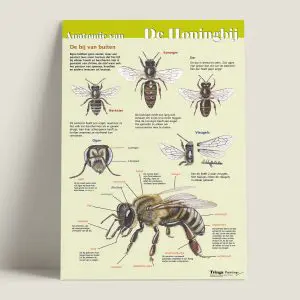 EKAnatomievandehoningbij-debijvanbuiiten-webshop-JDR