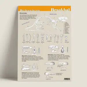 EKHetlevenineenbraakbal-webshop-JDR
