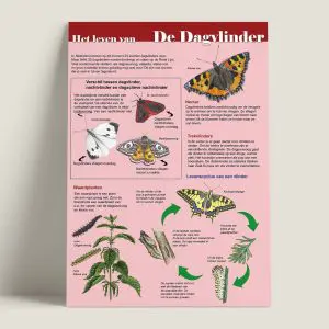 EKHetlevenvandedagvlinder-webshop-JDR