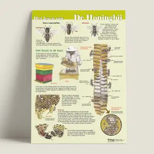 Edukaart Honingbij: "Het leven van de honingbij" (art.nr 330008)
