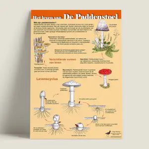 EKHetlevenvandepaddenstoel-voorkant-webshop-JDR