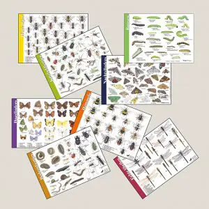 Herkenningskaart Insecten, dagvlinders, nachtvlinders, libellen, wilde bijen, waterdiertjes, bodemdiertjes