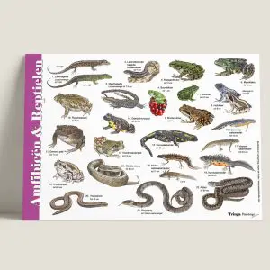 HKAmfibieenenreptielen-webshop-JDR
