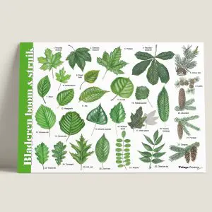 HKBladerenbomen-webshop-JDR