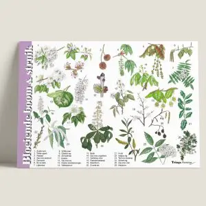 HKBloeiendeboomenstruik-webshop-JDR