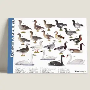 HKGanzenenzwanen-webshop-JDR