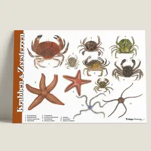 HKKrabbenenzeesterren-webshop-JDR