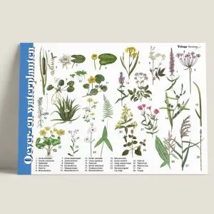 HKOever-enwaterplanten-webshop-JDR_1696b518-c0b5-43be-a651-fee2428253ec