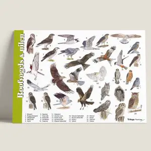 Herkenningskaart "Roofvogels en uilen" (art.nr. 910101)