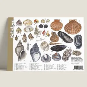 HKSchelpen-achterkant-webshop-JDR