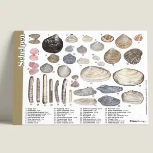 Herkenpaneel "Schelpen 2" (66921011)