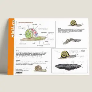 HKSlakken-achterkant-webshop-JDR