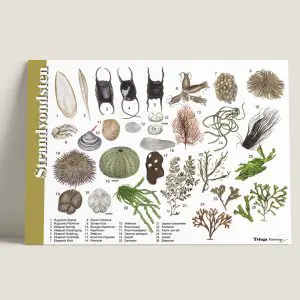 HKStrandvondsten-webshop-JDR
