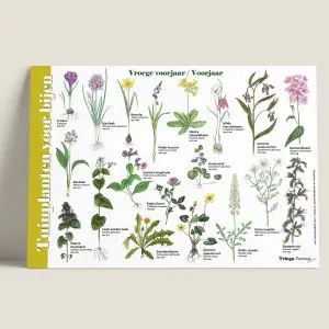 HKTuinplantenvoorbijen-voorjaar-webshop-JDR_4937a316-288e-4634-8420-f237b6da3151