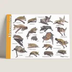 HKVleermuizen-webshop-JDR