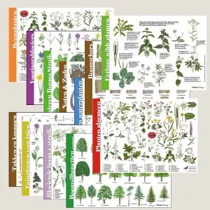 Set herkenningskaarten "Bomen en Planten" (art.nr. 910528)