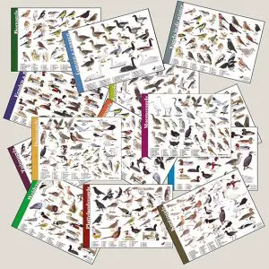 Set herkenningskaarten "Vogels" (art.nr. 910523)