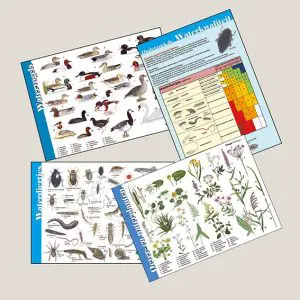 Set herkenningskaarten "Ontdek het waterleven" (art.nr. 910517)