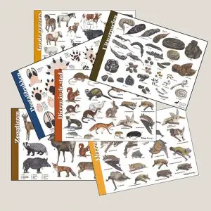 HKsetZoogdieren-webshop-JDR