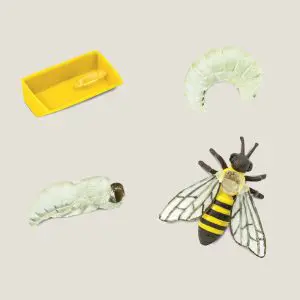 Hetlevenvaneenhoningbij-webshop-JDR