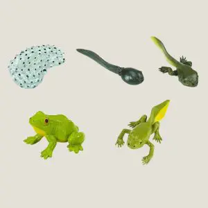 Hetlevenvaneenkikker-webshop-JDR