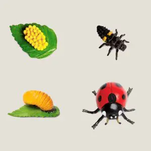 Hetlevenvaneenlieveheersbeestje-webshop-JDR