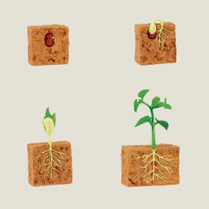 Hetlevenvaneenplant-webshop-JDR