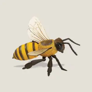 Honingbij-webshop-JDR