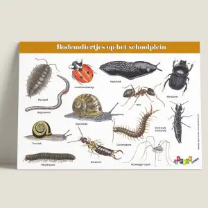 IPBodemdiertjesophetschoolplein-webshop-JDR