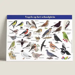 Schoolplein / Informatiepaneel “Vogels op het schoolplein” Randstad (art.nr. 670010)