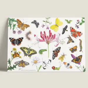 PMKleurrijkevlinders-webshop-JDR_e3feb4ca-190b-4033-b094-359aff70883a