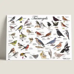 PosterTuinvogels-webshop-JDR_1b9e8aeb-f8e6-408b-b4cd-ab58ac0ad675