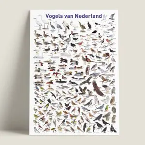 PosterVogelsvanNederland-webshop-JDR_46ede6eb-c83f-4201-b45d-49f3ecd6712d