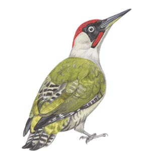 Illustratie vogel