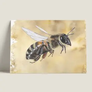 Wenskaarthoningbij-vlucht-webshop-JDR