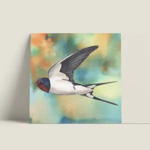 Wenskaartvierkant-boerenzwaluw-webshop-JDR