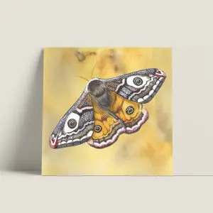 Wenskaartvierkant-nachtpauwoog-webshop-JDR