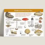 Informatiepaneel Paddenstoelen in het bos