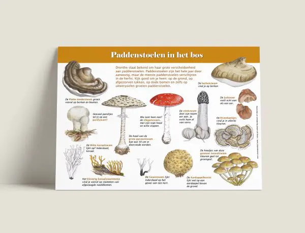 Informatiepaneel Paddenstoelen in het bos