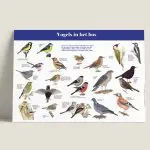 Informatiepaneel Vogels in het bos