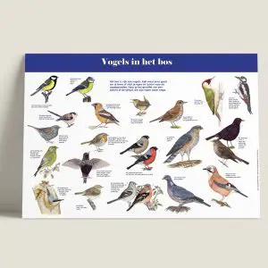 Informatiepaneel Vogels in het bos