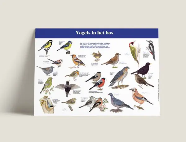 Informatiepaneel Vogels in het bos