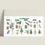 Informatiepaneel Naaldbomen