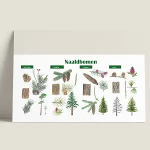 Informatiepaneel Naaldbomen
