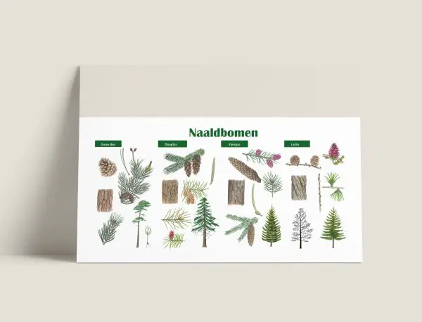 Informatiepaneel Naaldbomen
