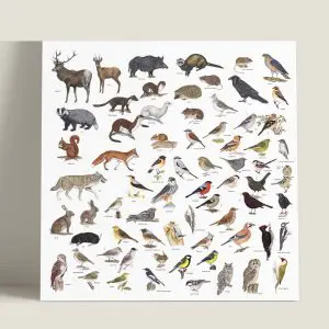 Herkenpaneel Zoogdieren en vogels